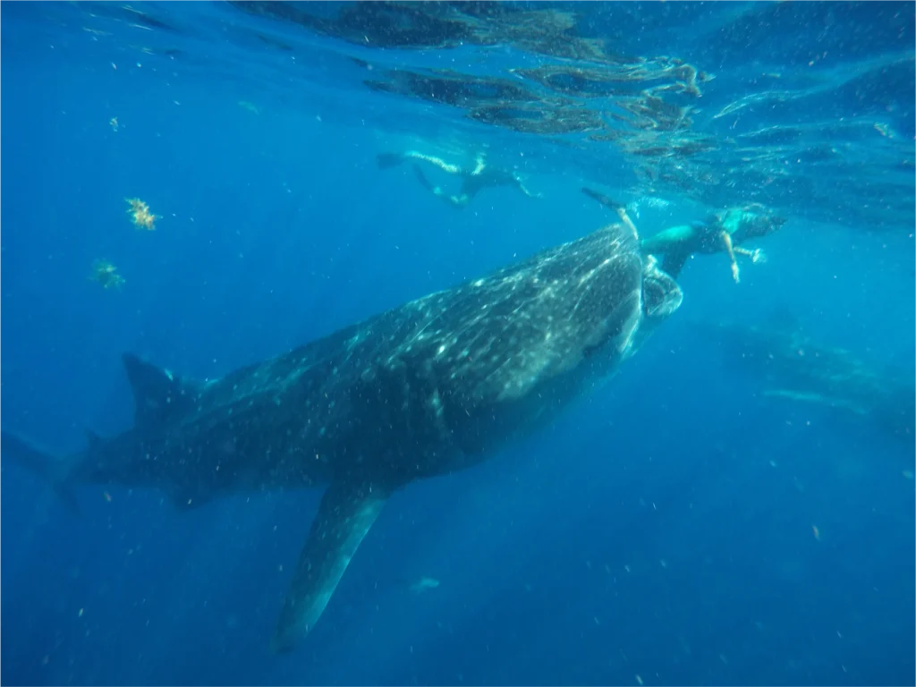 Whale Shark Excursions Mexico