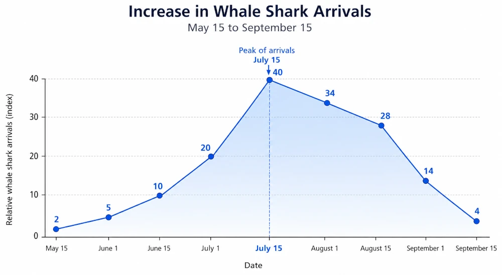 Whale shark tour best time to go