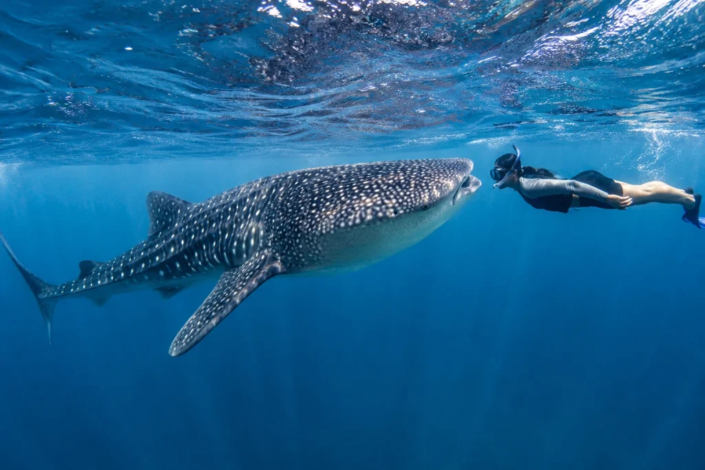 whale shark tour cancun