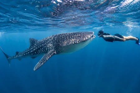 whale shark tour cancun
